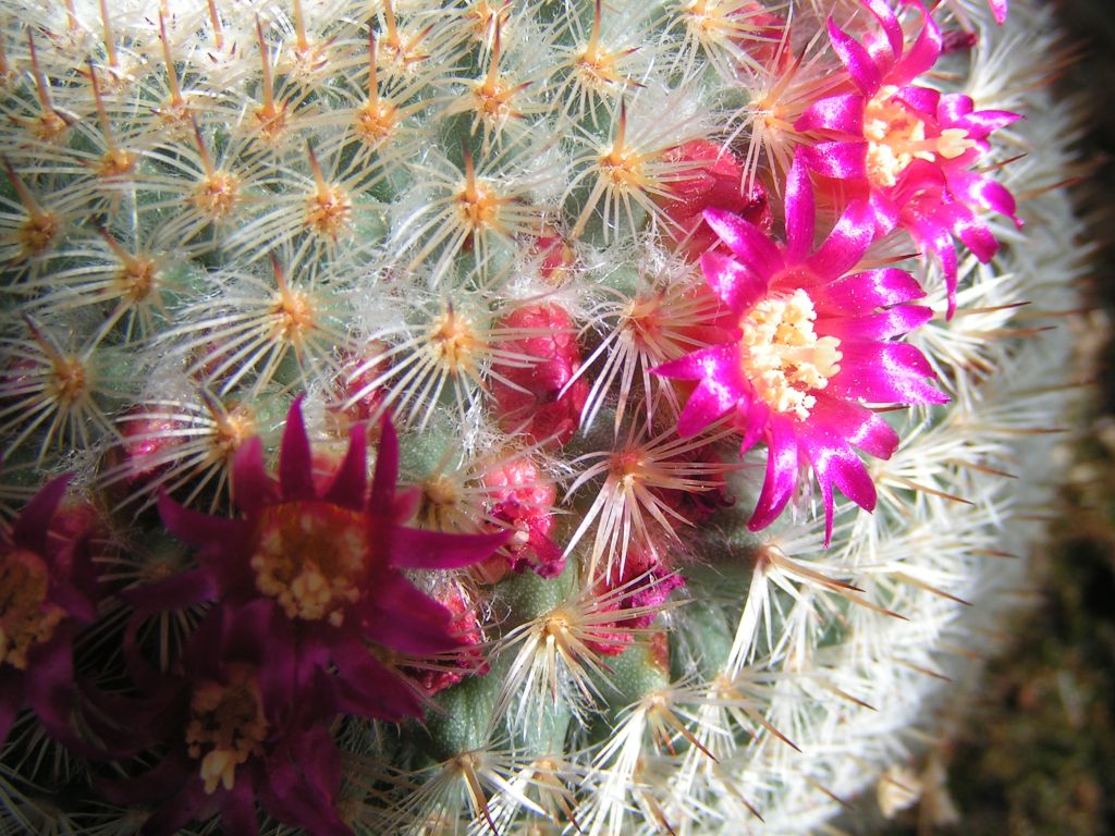 Mammillaria Elegans